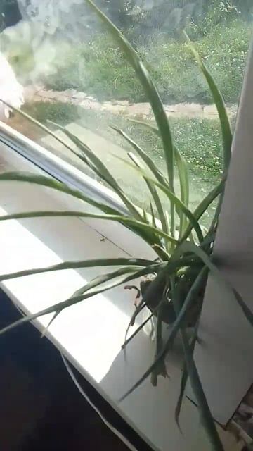 кактус цветёт смотреть онлайн