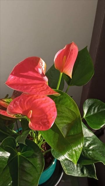 White and pink anthuriums/ Белый и розовый антуриум смотреть онлайн