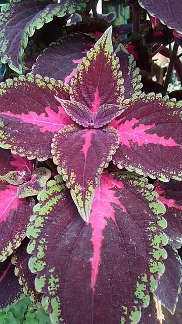 #flowers #garden Колеуси у квітнику, дивовижний малюнок кольо смотреть онлайн