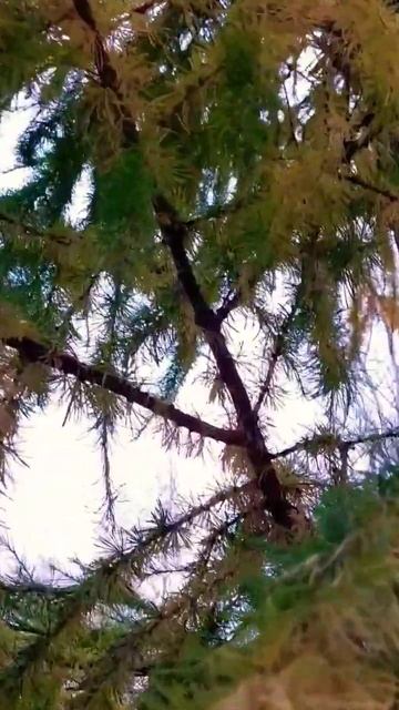 ОСЕННИЙ ПРОЦЕСС У ЛИСТВЕННИЦЫ смотреть онлайн