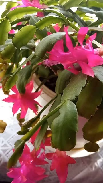 🥗🥗🥗🌺🌺🌺🌺🌺ЗИГОКАКТУС (ДЕКАБРИСТ) смотреть онлайн