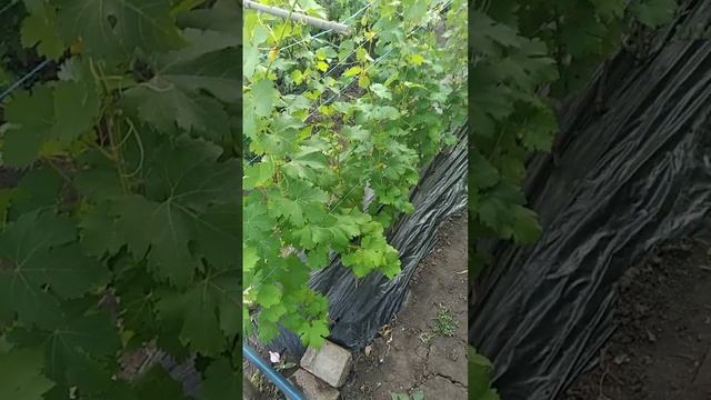 Саженцы винограда на участке нашем 24.07.21 смотреть онлайн