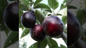 Абрикос Черный бархат 3-х лет