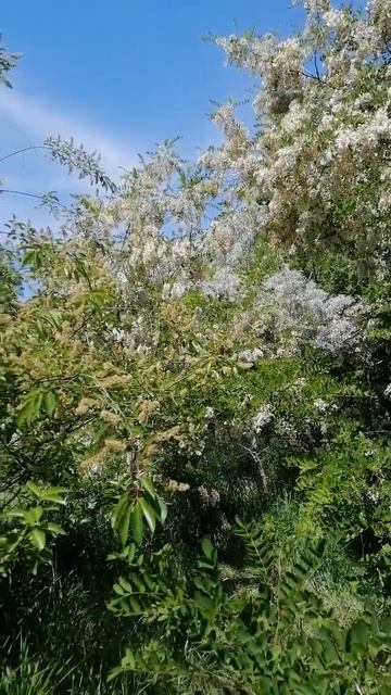 Acacia forest in the south of Ukraine/Ліс акацій на півдні України #shorts смотреть онлайн