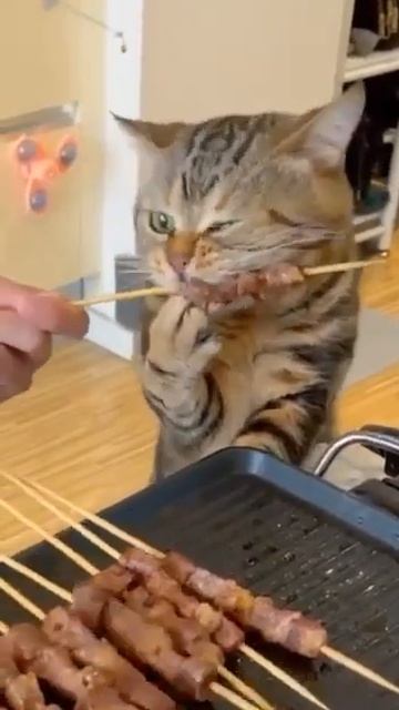 Кот ест шашлык! смотреть онлайн