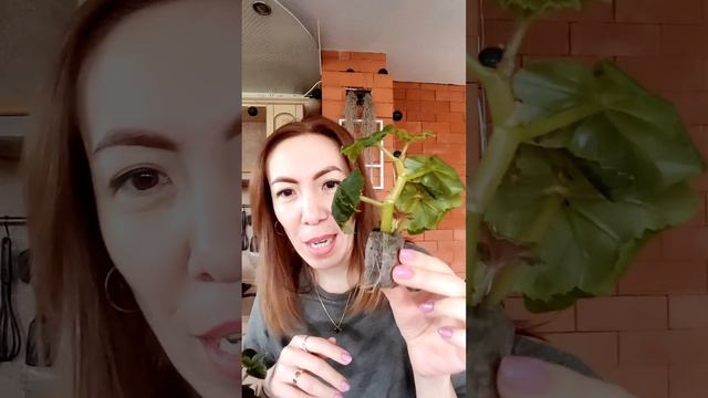 Укоренение бегоний в торфяных таблетках. Мой опыт. смотреть онлайн