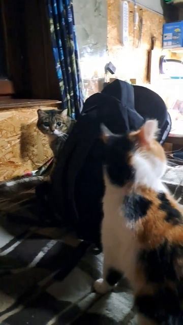 #Shorts#кошки#всегда дерутся# Мята не любит Мурку# смотреть онлайн