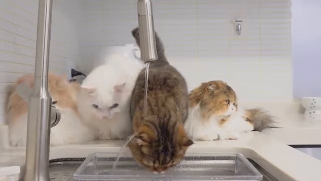 Приколы кошек смотрите смотреть онлайн