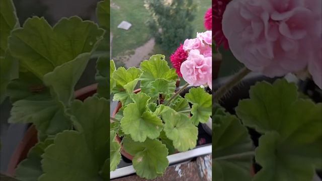 пеларгония сорт ЮВ-Даная смотреть онлайн