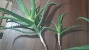 ✂️ Как 100% и правильно обрезать алоэ, и укоренить его? ?