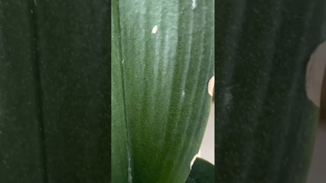 Красивые листочки и цветонос у малышки смотреть онлайн