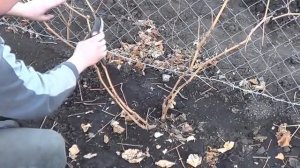 Как обрезать двухлетний куст винограда осенью
