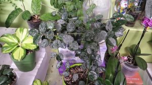 Цветение хойи Финлайсони EPC-318!!!!