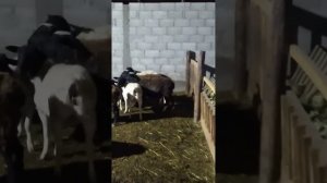 кроссы дорпер+ романовская
