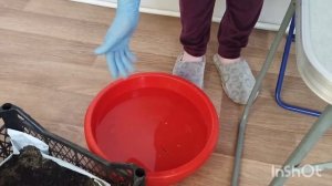 Георгины на проращивание весной.