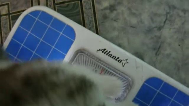 Самый тяжелый котенок в Мире! смотреть онлайн