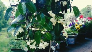 Почему желтеют листья у Стефанотиса и почему он не  цв?