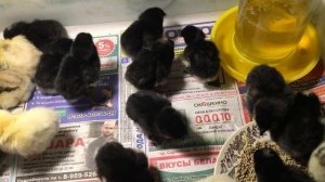 Уход за цыплятами после инкубатора! Кормление цыплят ?