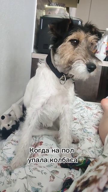 сложно быть собакой #собака #игра #любовь #дочь #красот? смотреть онлайн