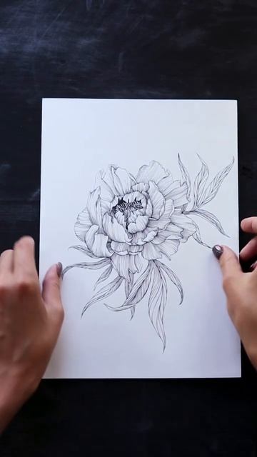 Дорисовала пион для моего МК по штриховке🔥 пышный кр? смотреть онлайн