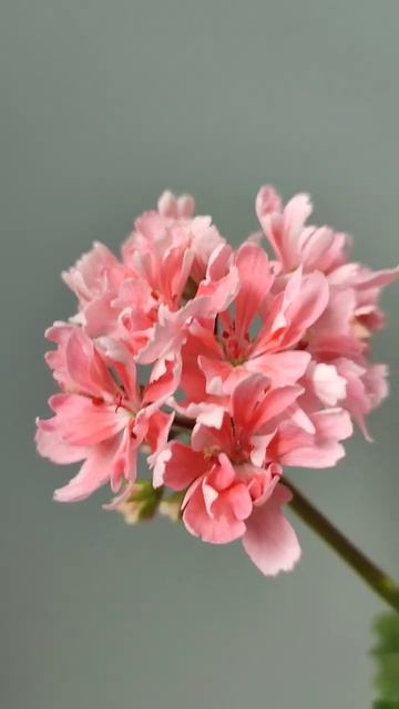 Edward Finn #flowers #geranium #pelargonium #пеларгонія смотреть онлайн