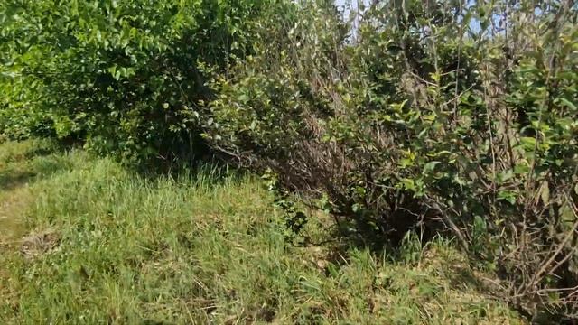 Гуми на 17 июля, адская жара смотреть онлайн