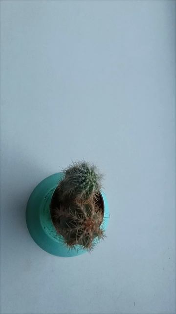 Син кактуса 2 🌵🌵🌵🌵🌵🌵🤪💯 смотреть онлайн