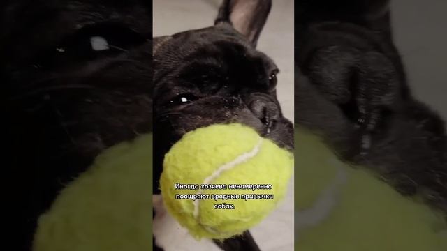 Почему щенок плохо себя ведёт и как его отучить? смотреть онлайн