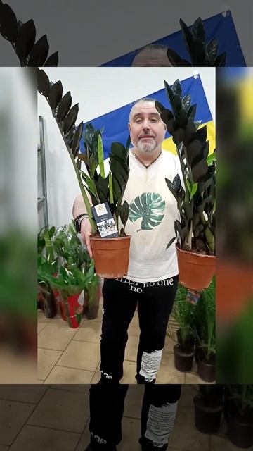 Чёрный Замиокулькас Рейвен! Цена 600 гривен! Бронь в вай смотреть онлайн