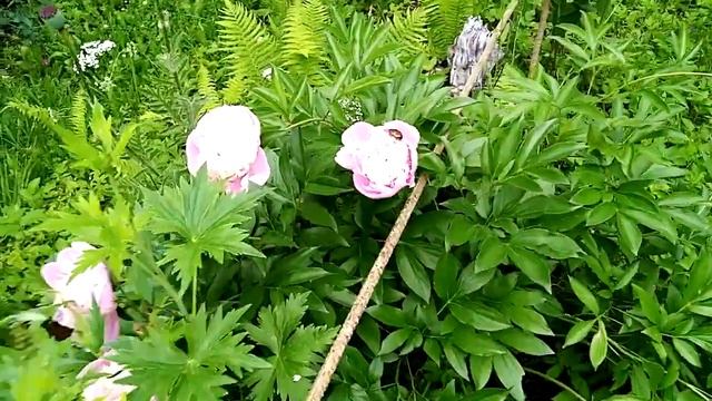 пионы больше не цветут.зацвели розы. смотреть онлайн