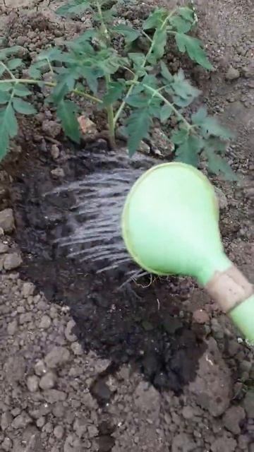Другое Дело!Помидоры Агата ранние в теплице!Поливаю!П? смотреть онлайн