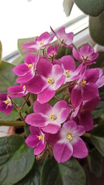 фиалка смотреть онлайн