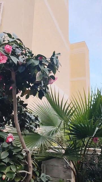 🌸 camellia flowers 🌸Камелия🌸 смотреть онлайн
