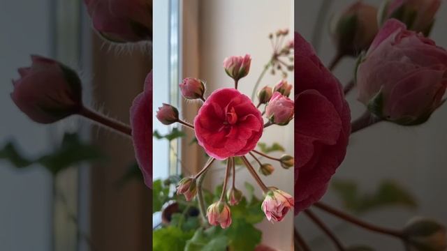 Пеларгония Сим-Диадема. смотреть онлайн