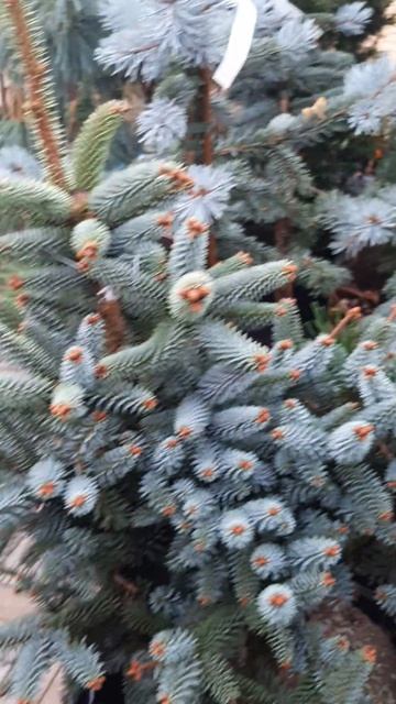 🌲Испанская пихта и ель энгельмана Блю Магу | Telegram: https: смотреть онлайн