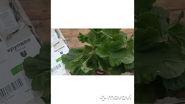 ПРИБЫЛА ТРЕТЬЯ АЙСЕДОРА ДУНКАН ОТ АНТОНИНЫ // КАЧЕСТВО смотреть онлайн