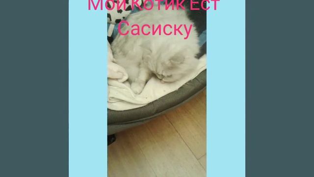 Мой кот Кося ест сосиску ! смотреть онлайн