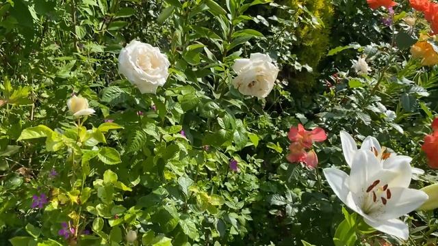 Лилия ЛА-гибрид Eyeliner (Айлайнер) #лилия_айлайнер #розы_в_ смотреть онлайн