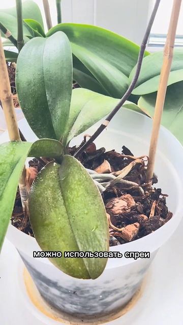 Орхидея сбрасывает цветы. Что делать? #орхилея #фалено? смотреть онлайн