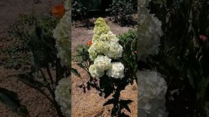 Гортензия Ванила Фрайз  и гортензия Фрайз Мельба