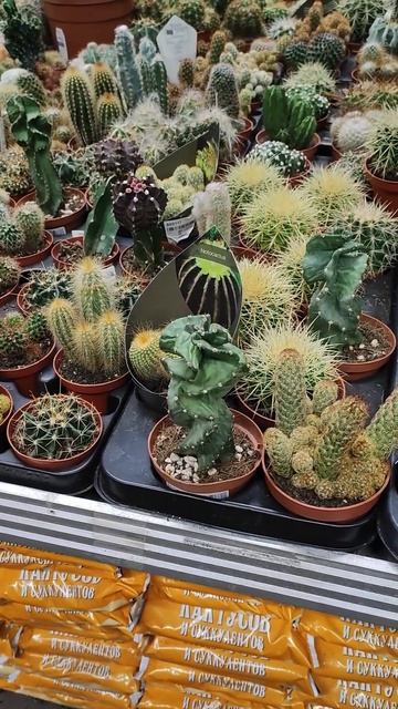 Прекрасные кактусы в магазине ОБИ #shortsvideo #кактус смотреть онлайн