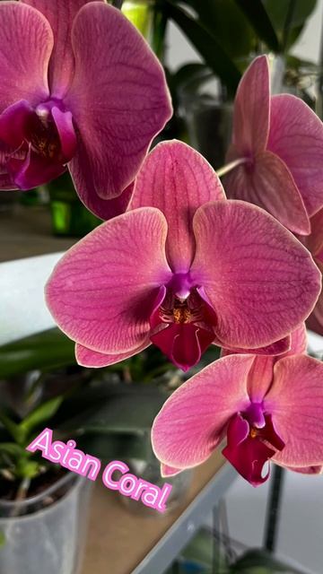 Цветов мало, но зато какие 😊😊😊 Орхидея Asian Coral смотреть онлайн