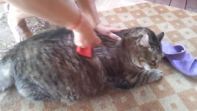 Прикол Кот возмущён ! Кот не любит причёсываться ! смотреть онлайн