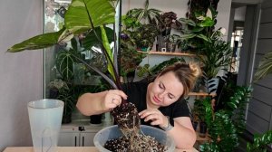 АЛОКАЗИЯ BLACK STEAM вариегатная💜растёт не по дням, а по ч?