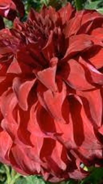 Георгин Спартакус смотреть онлайн