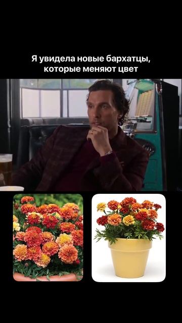 НОВЫЕ бархатцы, которые меняют цвет! смотреть онлайн