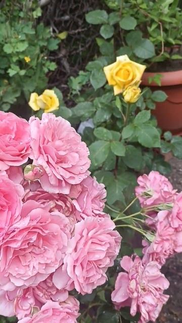 сад🌺🏡дом #flowers #garden #nature смотреть онлайн