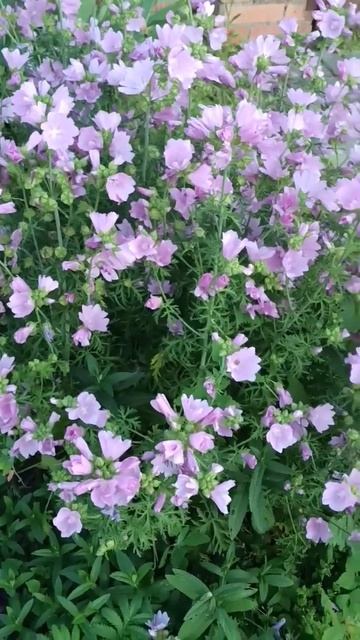 Какой красивый цветочный кустик. Никто не знает назва? смотреть онлайн