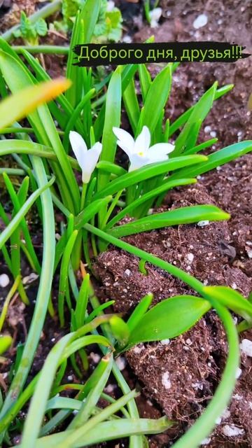 Обязательно посадите первоцветы. #первоцветы#цветы#хе смотреть онлайн