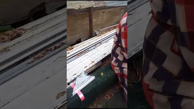 Очень,Очень,Очень Красивые Георгины😊 смотреть онлайн